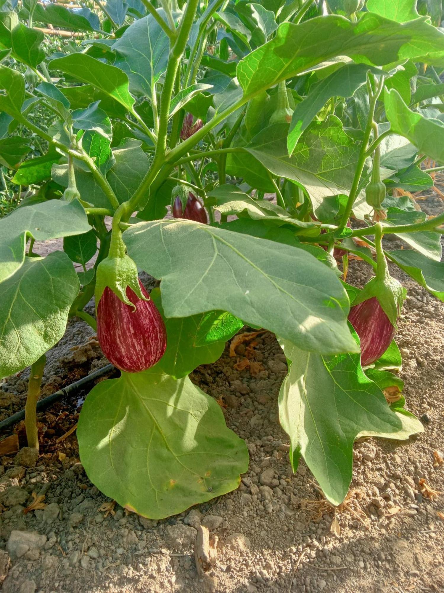 Ugijar Tuguest Hortichuela House 빌라 외부 사진